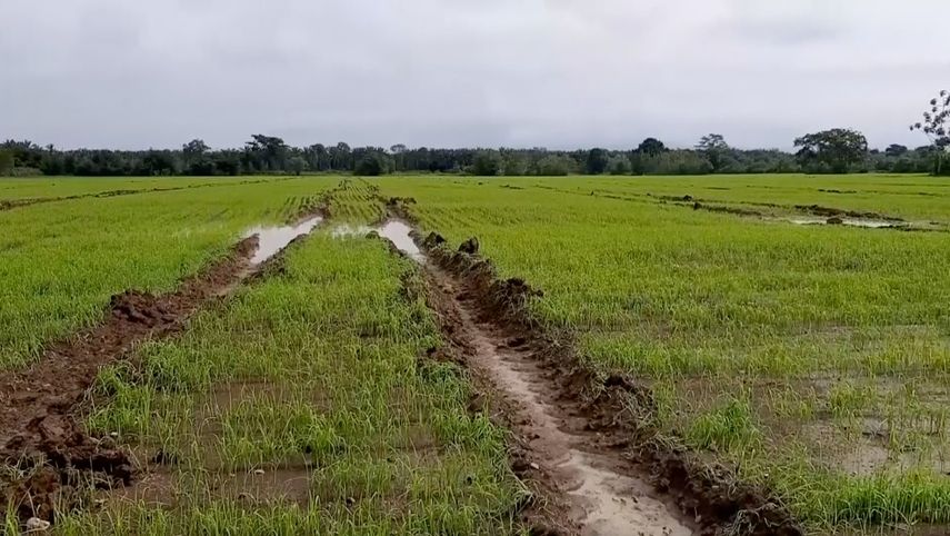 Los productores del agro afirman que uno de los rubros más afectados han sido las cucurbitáceas como el pepino