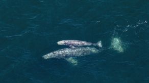Ballenas grises&nbsp;