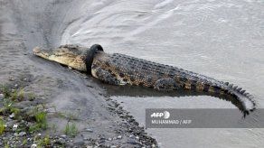 Recompensa por quitar neumático del cuello de cocodrilo gigante