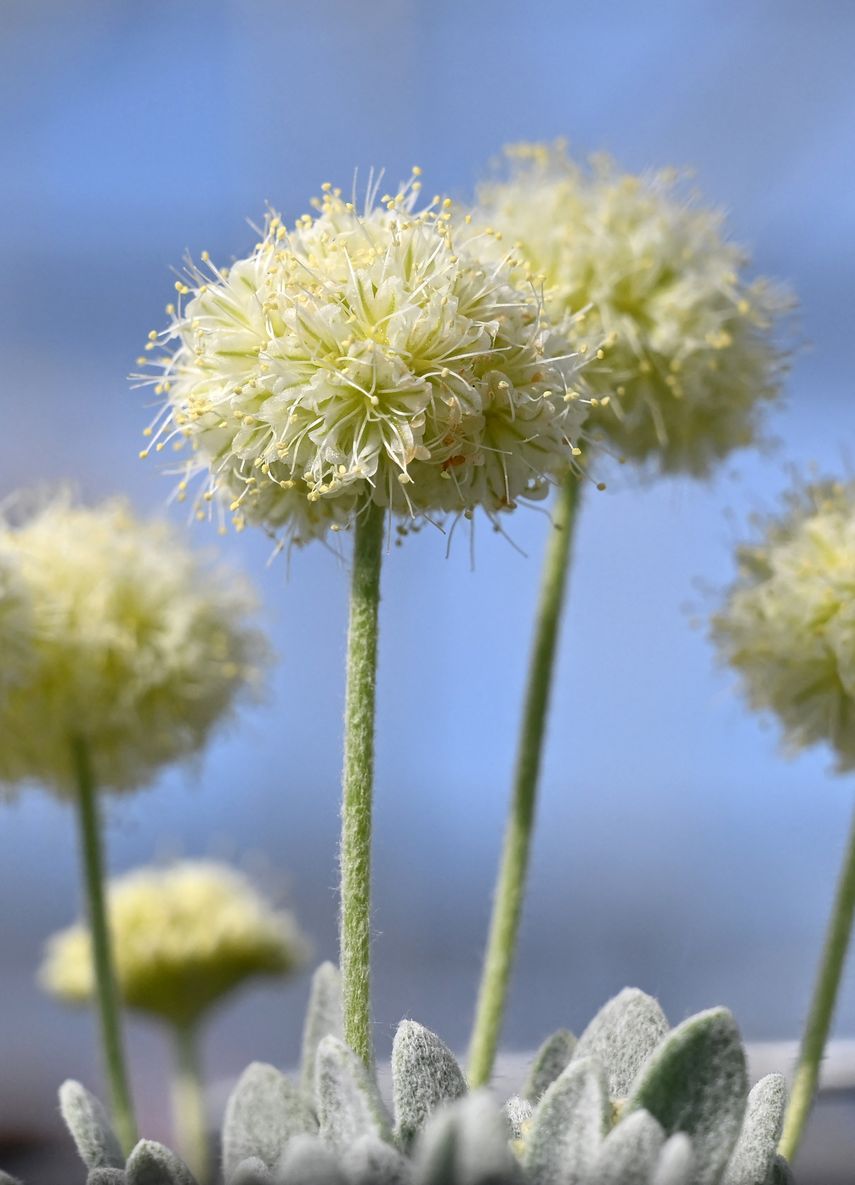 Flor única en su tipo amenazada de extinción por la fiebre del litio en EEUU Flor única en su tipo amenazada de extinción por la fiebre del litio en EEUU