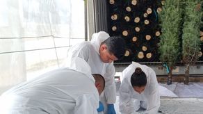 Cuarentena Agropecuaria del MIDA supervisa llegada de arbolitos navideños