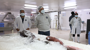 Las exportaciones panameñas hacia el Caribe continúan en ascenso y ya representan el 8.3% del total en 2025, más del doble del 3.9% registrado en 2024, impulsadas por envíos sostenidos y la apertura de nuevos nichos de alto valor en la región.