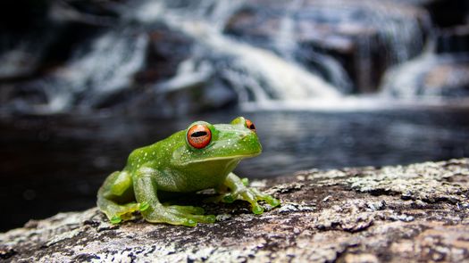 La variedad ecológica conectada dentro de los bosques permiten a las ranas fortalecer los anticuerpos en la piel contra el mortal hongo quítrido que amenaza su supervivencia global, según descubrieron los científicos del Instituto Smithsonian de Investigaciones Tropicales (STRI) tras un estudio en Brasil.&nbsp;