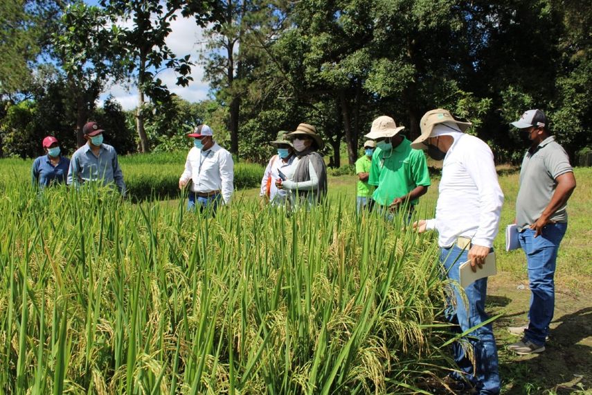 IDIAP evaluará mejoramiento genético de arroz en Chiriquí