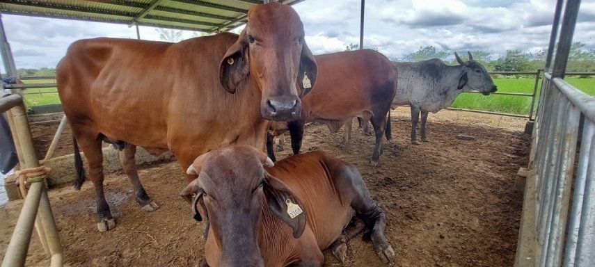 El MIDA reconoció el objetivo principal de la estación de Gualaca es la de mejorar la ganadería panameña.