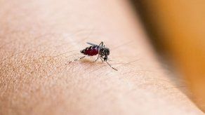 México aprueba la primera vacuna en el mundo contra el dengue