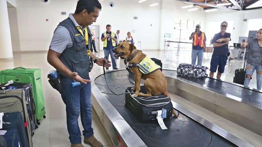 Unidad Canina del MIDA decomisa más de mil kilogramos de productos en Tocumen. Unidad Canina del MIDA decomisa más de mil kilogramos de productos en Tocumen.