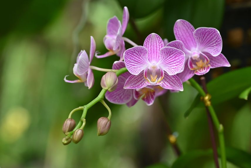 Orquídeas, el tesoro natural que Panamá convierte en oportunidad económica