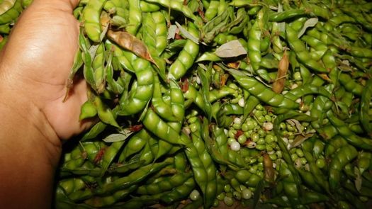 El IDIAP con un equipo de especialistas en el área de agronomía, fitopatología y en ciencias del suelo está afrontandolas enfermedades del guandú para generar técnicas de control y conformar un manejo integrado. &nbsp;