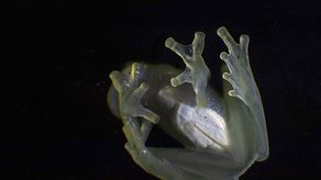 Cumbre de especies amenazadas en Panamá debate medidas para salvar a tortugas y ranas de cristal