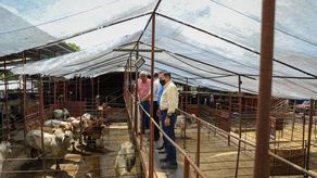 Ganaderos chiricanos son beneficiados con sementales de alta genética