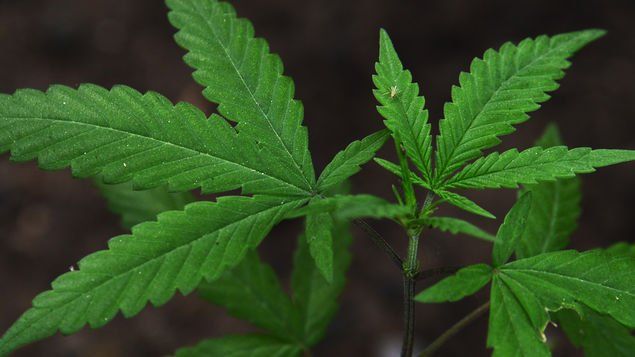 La vicepresidenta de Estados Unidos, Kamala Harris, afirmó este viernes que "nadie debería ir a la cárcel por fumar marihuana" y calificó de "absurdas" las actuales restricciones federales sobre esa droga. La vicepresidenta de Estados Unidos, Kamala Harris, afirmó este viernes que "nadie debería ir a la cárcel por fumar marihuana" y calificó de "absurdas" las actuales restricciones federales sobre esa droga.