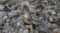 Camarones congelados impulsan el récord de exportaciones de Panamá en 2025 Camarones congelados impulsan el récord de exportaciones de Panamá en 2025