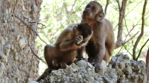 Panamá: Refugio rehabilita a animales silvestres.