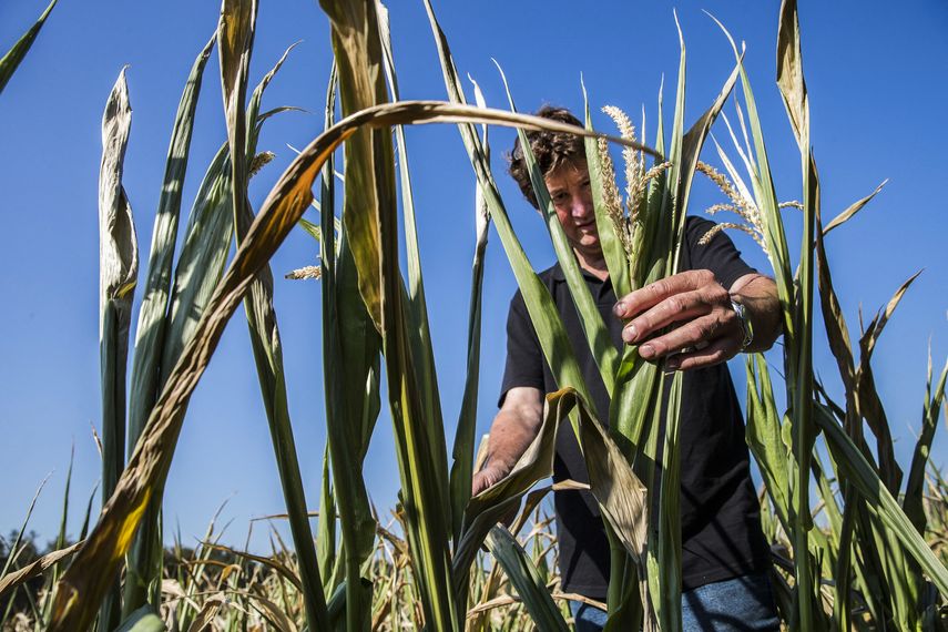 Rusia pone al mundo en peligro de hambruna, advierte la UE