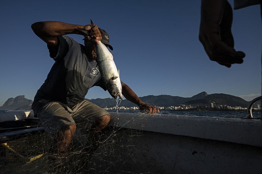 Tiburones en peligro de extinción a causa de pesca excesiva