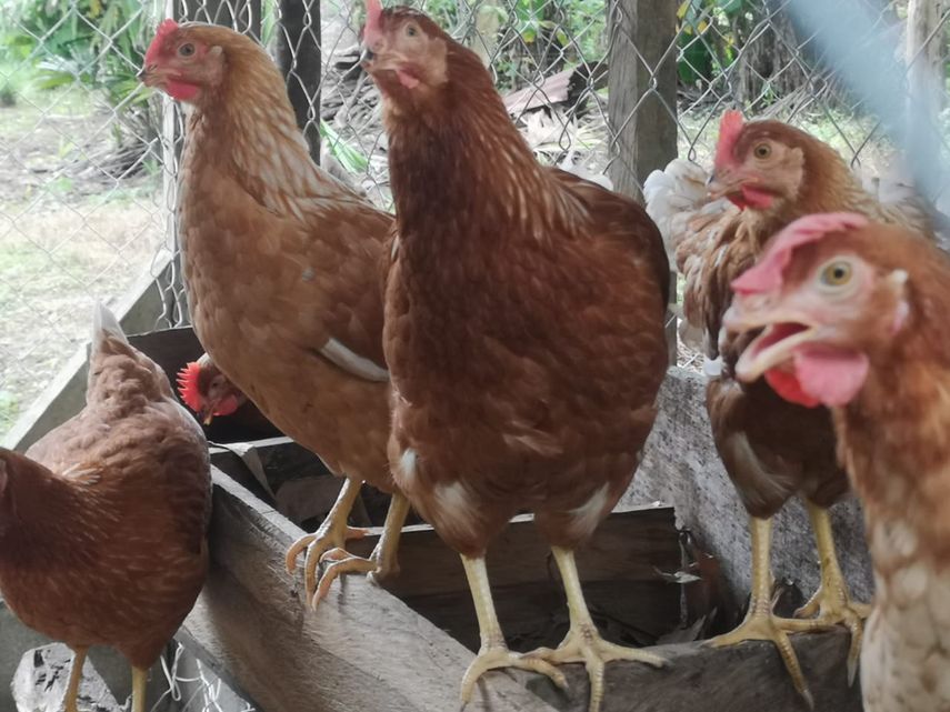 MIDA declara alerta ante amenaza de enfermedad que afecta a aves domésticas