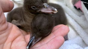 Nueva Zelanda investiga una misteriosa enfermedad mortal de sus pingüinos