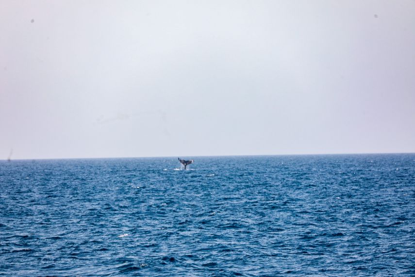 Ruido de embarcaciones afecta a las poblaciones de ballenas en el Pacífico panameño
