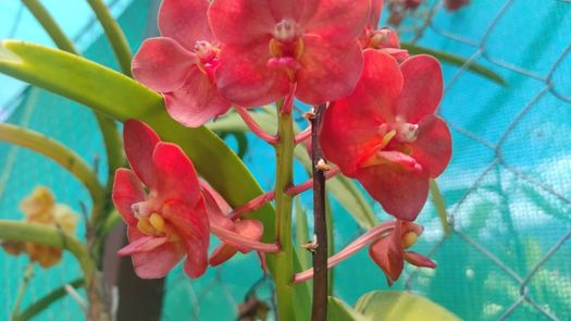 Expo Orquídea 2023 contará con variedades de hermosos colores, producidas por expertos cultivadores panameños en Boquete.