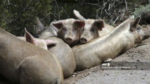 Descubren un virus de gripe porcina propicio para una nueva pandemia