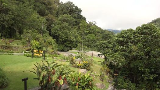 En Tree Trek tienen tres estructuras donde los visitantes pueden disfrutar de la naturaleza y además conocer sobre el cultivo, procesamiento y cata de café, grano que sigue siendo uno de los atractivos en Boquete.