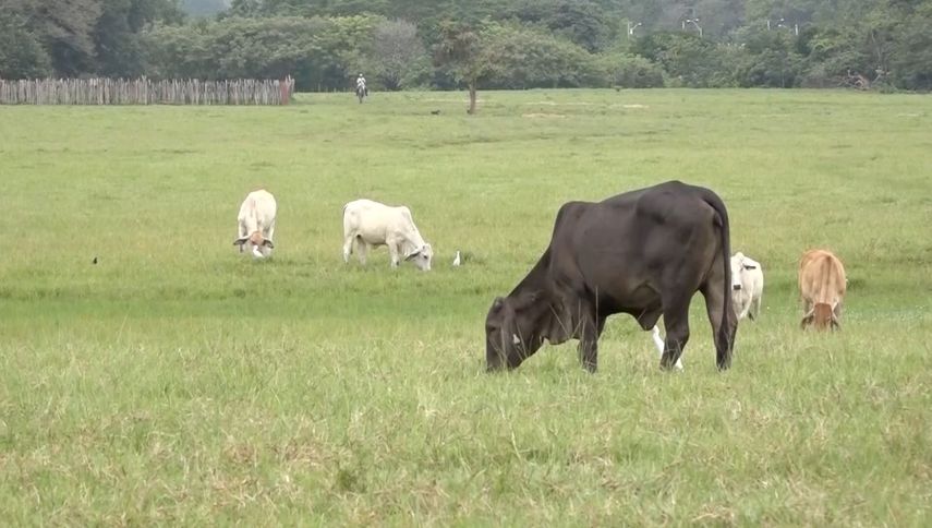 En el acto organizado por el IDIAP; dirigido al sector ganadero se realizó transferencia genética en las razas de bovino criollo