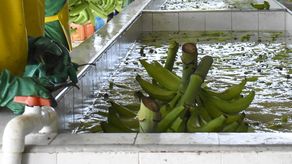 Chiquita retomará exportaciones de banano en diciembre próximo