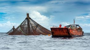 Panamá acogerá Evento Latinoamericano y del Caribe de Acuicultura