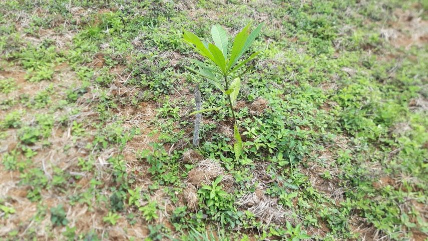 En esta jornada en San Félix realizada por MiAmbiente