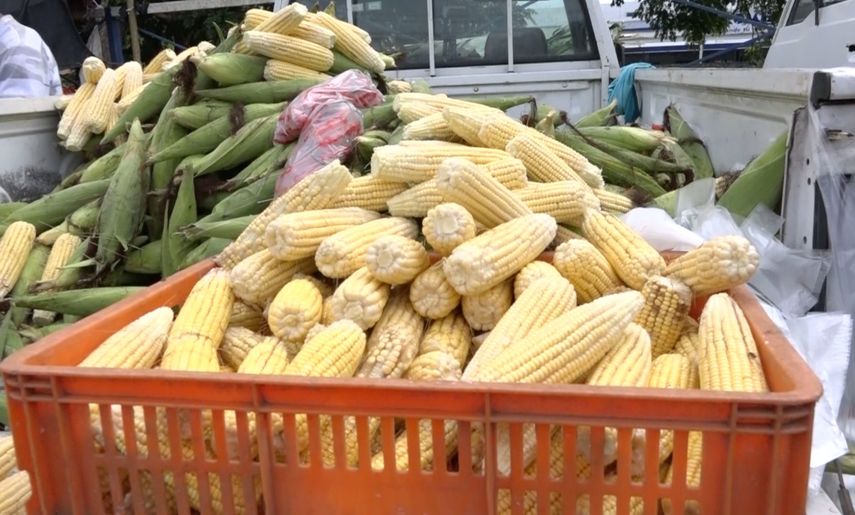 Productores de maíz nuevo en Chiriquí anuncian aumento