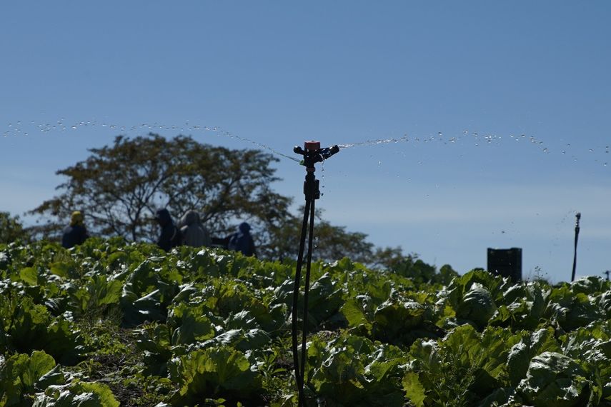 Crece movimiento cooperativo de productores en Chiriquí