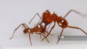 Una hormiga cortadora de hojas