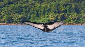 Avistamiento de ballenas en Panamá impulsa turismo y conservación marina