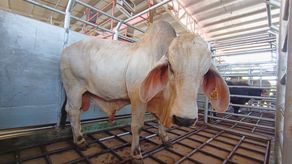 Gobierno Nacional entrega 90 sementales de alta genética a pequeños ganaderos santeños