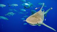 El Gobierno de Panamá firmó un acuerdo con la Fundación Charles Darwin (CDF) para proteger tiburones y rayas, especies amenazadas en el océano Pacífico, con base en la colaboración técnica y científica. El Gobierno de Panamá firmó un acuerdo con la Fundación Charles Darwin (CDF) para proteger tiburones y rayas, especies amenazadas en el océano Pacífico, con base en la colaboración técnica y científica.