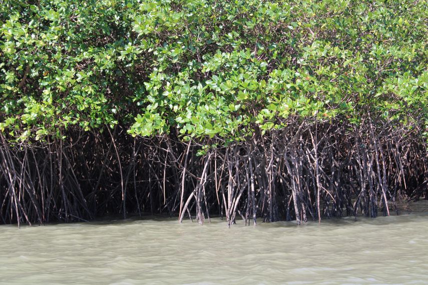 Bahía de Chame: buscan restaurar 250 hectáreas de manglar