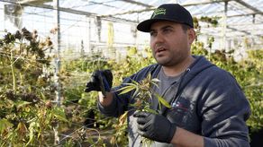 En Nueva York Productores de cannabis atrapados por fallos&nbsp;