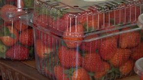 Los productores de Boquete afirman que la venta de fresas baratas los está afectando de manera directa sin que las autoridades hagan algo.&nbsp;