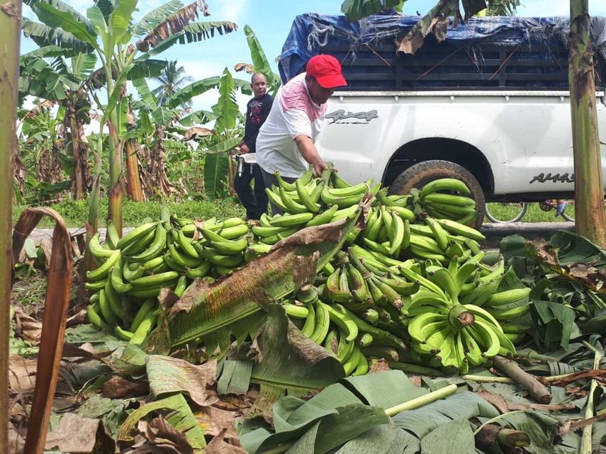 Barú es una de las zonas en Chiriquí que registra la mayor producción cantidad de productores de plátano