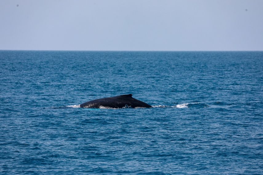 Ruido de embarcaciones afecta a las poblaciones de ballenas en el Pacífico panameño