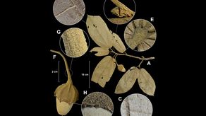 Identifican seis nuevas especies de arboles en Panamá y Colombia