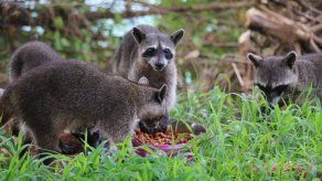 MiAmbiente  pide a la población no alimentar a las manadas de mapaches