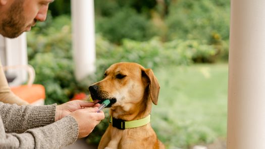 Pruebas de ADN a los perros, nueva moda en Estados Unidos