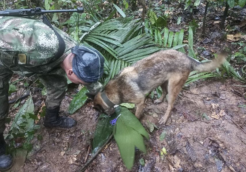 Las autoridades militares de Colombia consideraron que es casi imposible hallar a Wilson, un perro que participó en el rescate de los niños extraviados durante 40 días en la selva. Las autoridades militares de Colombia consideraron que es casi imposible hallar a Wilson, un perro que participó en el rescate de los niños extraviados durante 40 días en la selva.