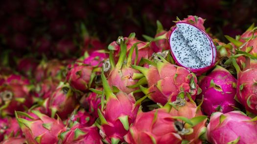 Pitahaya en Panamá: el cultivo exótico que gana terreno en mercados internacionales