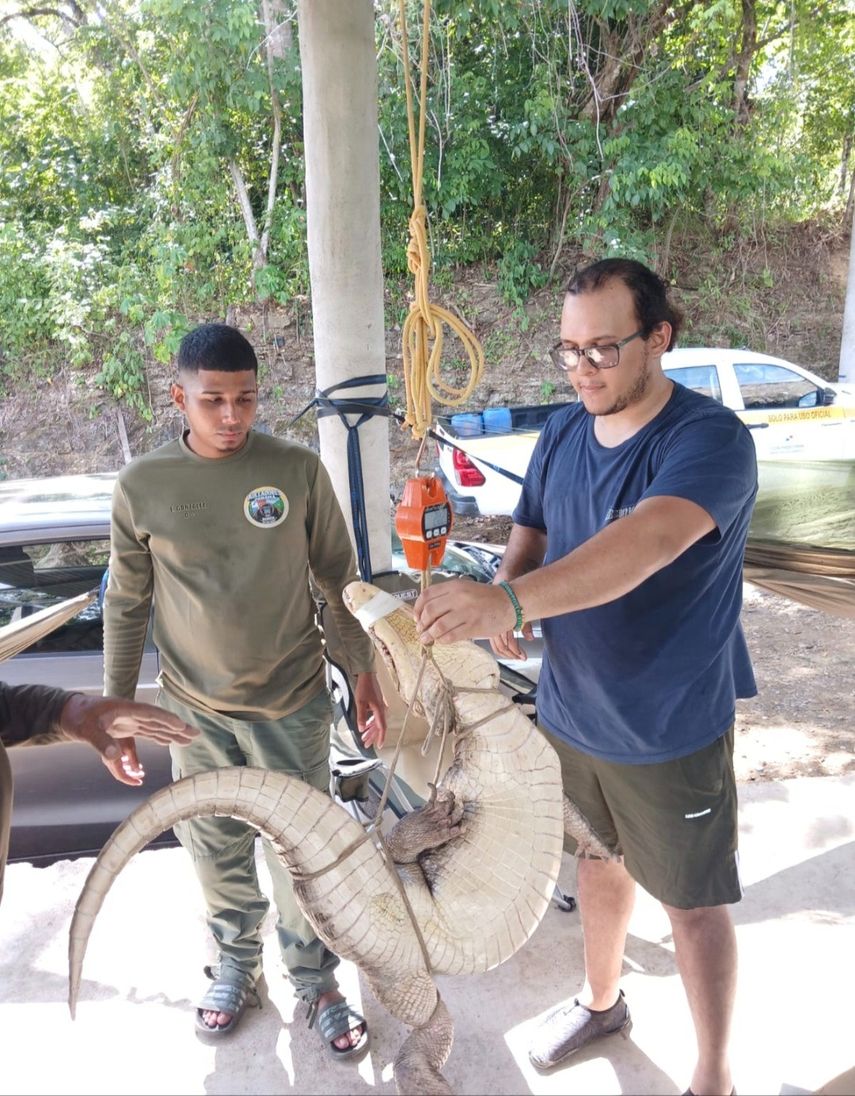 Panamá ya cuenta con un protocolo para el manejo de cocodrilos en áreas pobladas