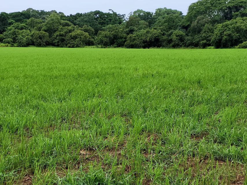 Del total sembrado, de este importante grano en la alimentación de los panameños, el 92% es secano (39,184.6 Ha con 800 productores) y 8 % con sistema de riego (3,404.9 Ha de 53 productores), dio a conocer el MIDA. Del total sembrado, de este importante grano en la alimentación de los panameños, el 92% es secano (39,184.6 Ha con 800 productores) y 8 % con sistema de riego (3,404.9 Ha de 53 productores), dio a conocer el MIDA.