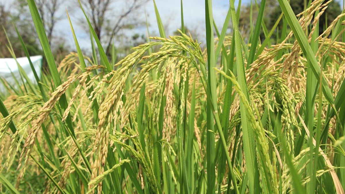 (MIDA) comunicó que avanza en la importación de semillas certificadas de arroz desde Colombia, una medida clave para respaldar al productor nacional y garantizar la estabilidad de la cosecha del grano más consumido en el país. (MIDA) comunicó que avanza en la importación de semillas certificadas de arroz desde Colombia, una medida clave para respaldar al productor nacional y garantizar la estabilidad de la cosecha del grano más consumido en el país.