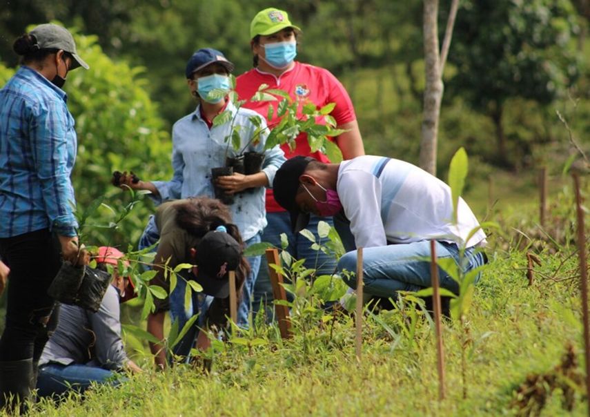 Los beneficiarios recibieron plantones por parte de MiAmbiente de especies maderables